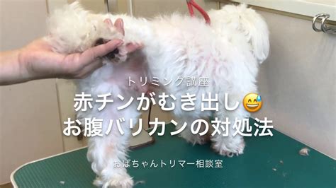 犬 ちんこ 赤い|オス犬の赤チンが出る時ってどんな時？去勢したのに出る？対処。